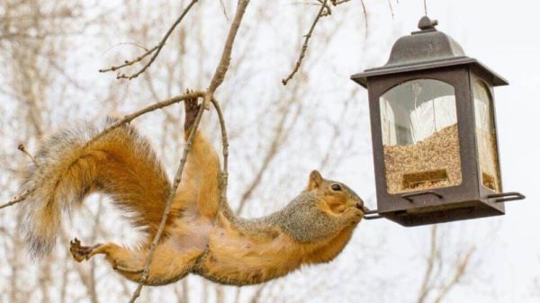 The Best Squirrel Proof Bird Feeders