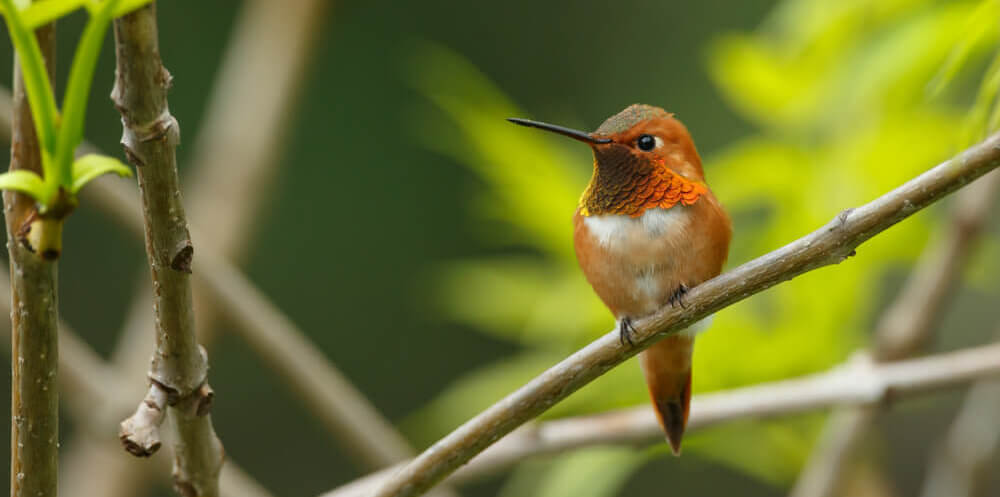 How To Attract Hummingbirds 38 Simple Tips 2019 Guide How To Attract Hummingbirds 38 Simple Tips 2019 Guide
