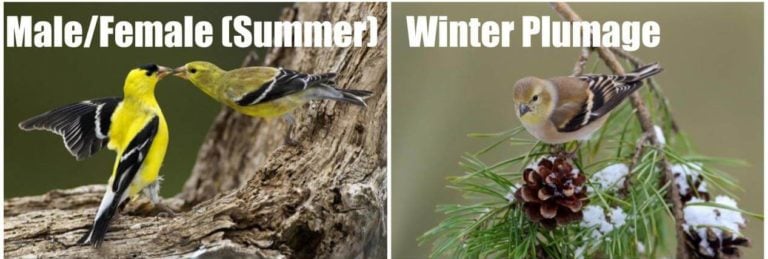 10 Types of Finches Found in Ohio! (ID Guide) - Bird Watching HQ