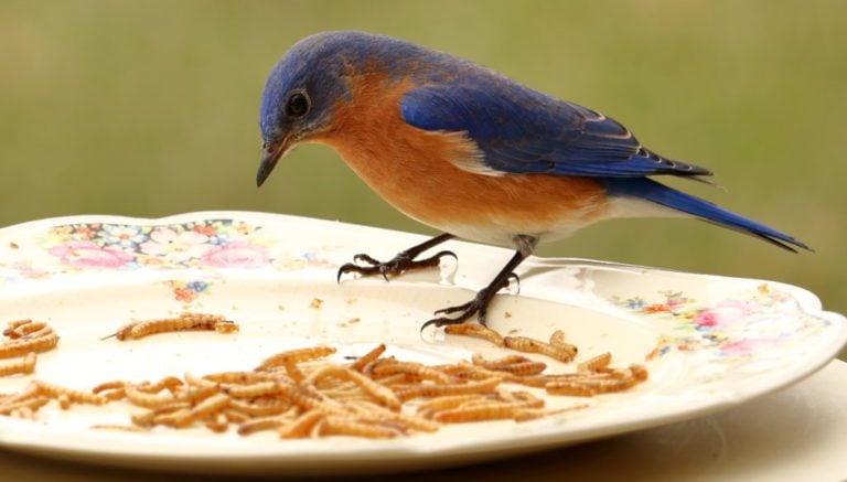 6 Proven Ways to Attract BLUEBIRDS! (2025) - Bird Watching HQ