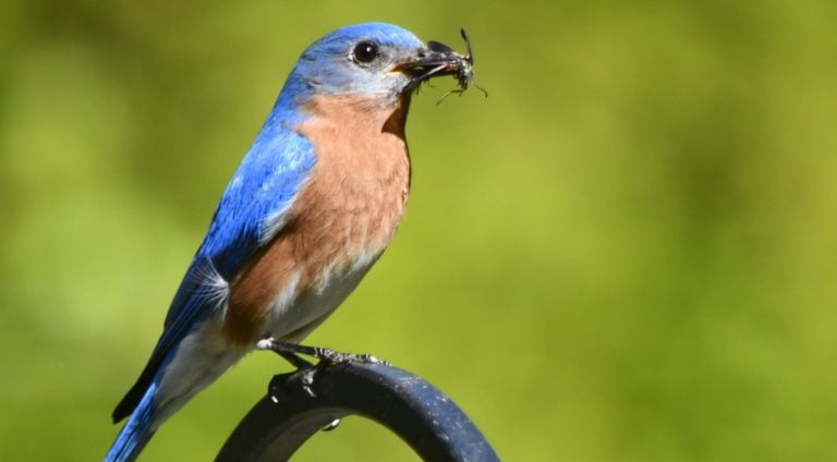 6 Proven Ways to Attract BLUEBIRDS! (2025) - Bird Watching HQ