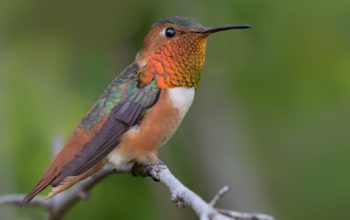types of hummingbird species