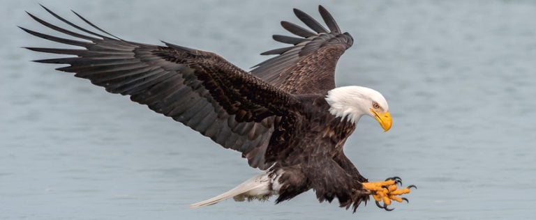 2 Types of Eagles Found in Manitoba! (ID Guide) - Bird Watching HQ