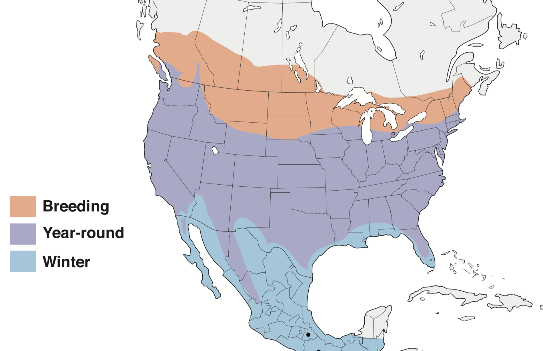 The 17 Forms of Hawks Present in the US! (2023)