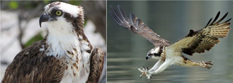 27 Birds Of Prey Found In Colorado 2025 Bird Watching HQ Osprey 768x275