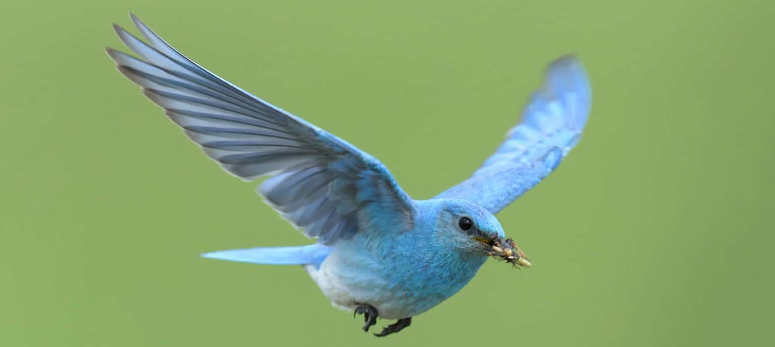 3 Species of Bluebirds Found in Texas! (ID Guide) - Bird Watching HQ