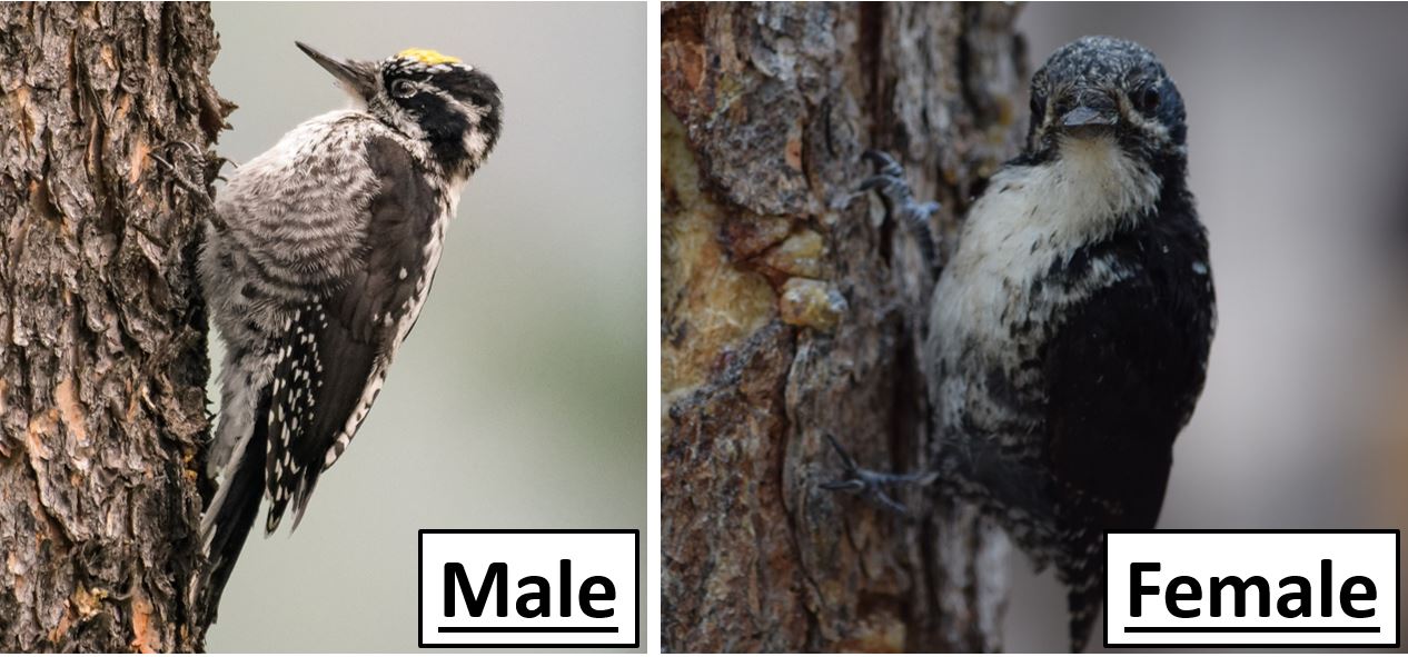 8 Types of Woodpeckers Found in Alberta! (2024) - Bird Watching HQ