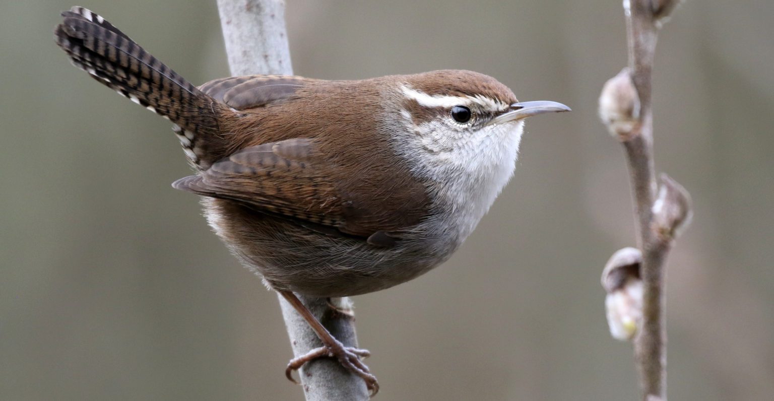 7 Wren Species in Colorado! (ID Guide) Bird Watching HQ