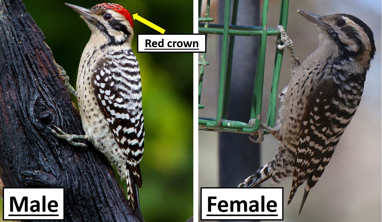 The 11 Types of Woodpeckers Found in Oklahoma! (2022) - Bird Watching HQ