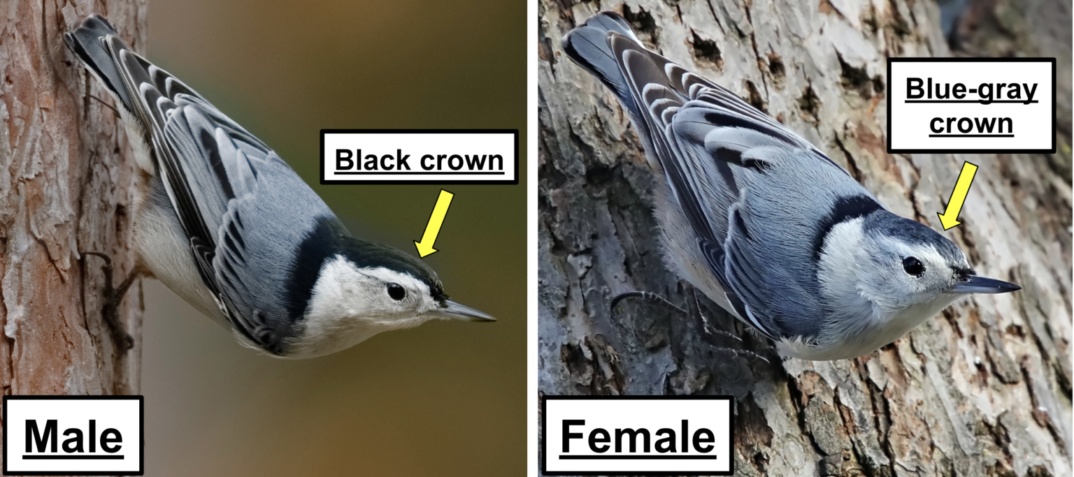 33 most common birds in iowa 2025 bird watching hq
