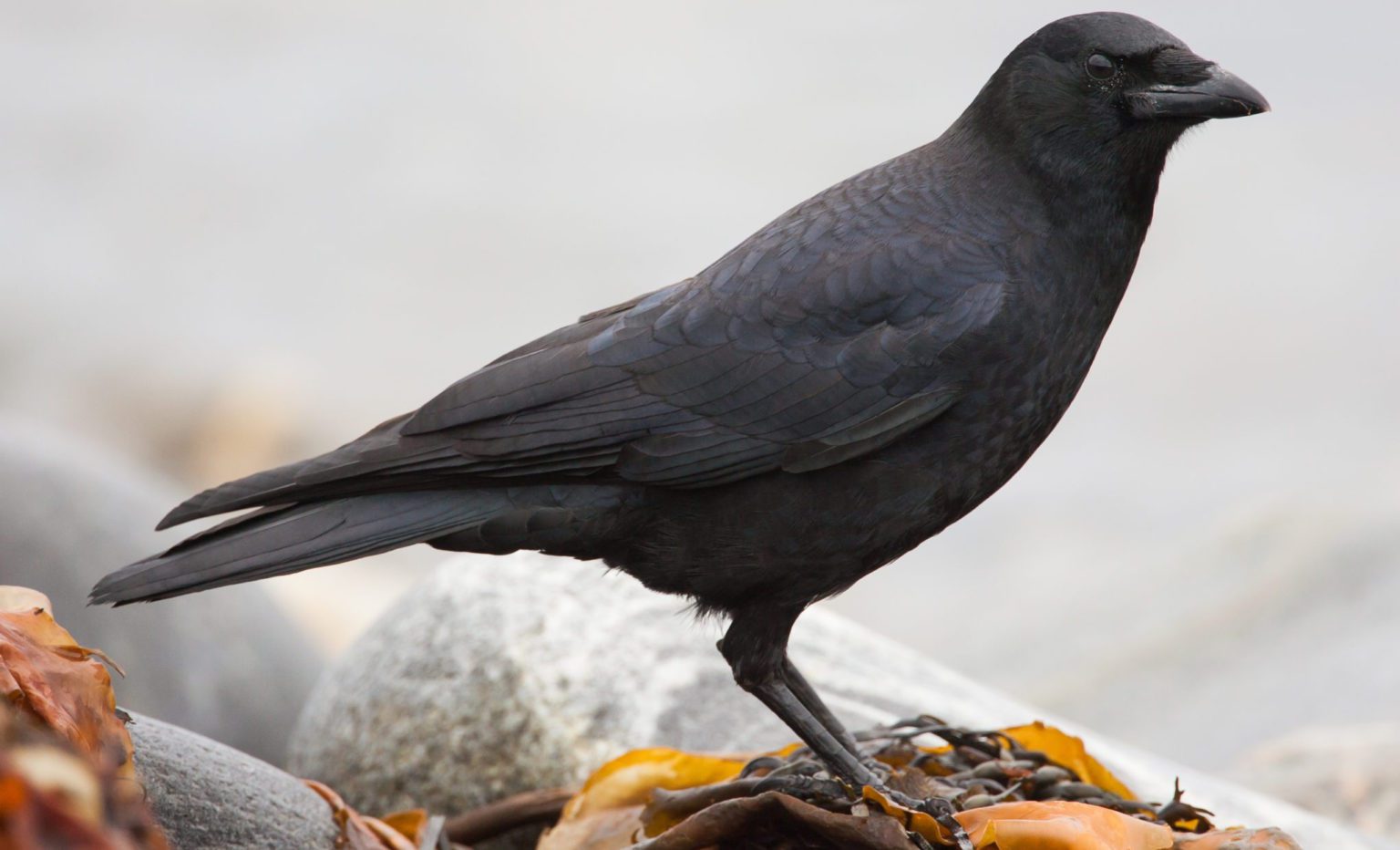 33 most common birds in iowa 2025 bird watching hq