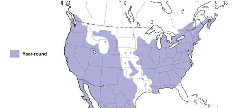 10 Types of Finches Found in Ohio! (ID Guide) - Bird Watching HQ