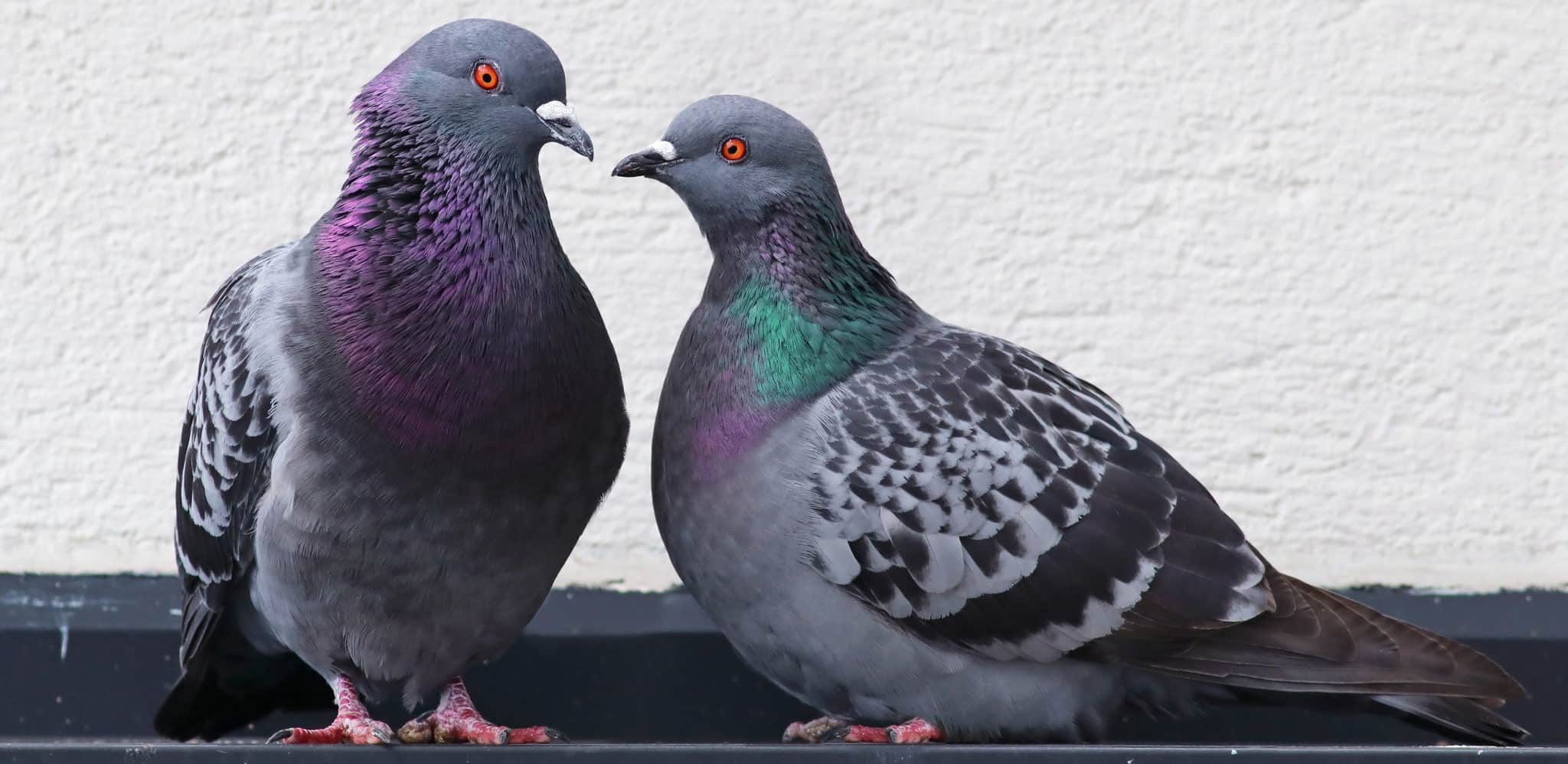 Common Birds In Iowa