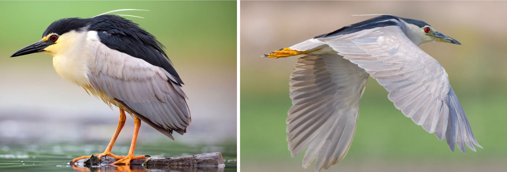 8 Types Of Herons Found In Wisconsin 2025 Bird Watching HQ Black Crowned Night Heron