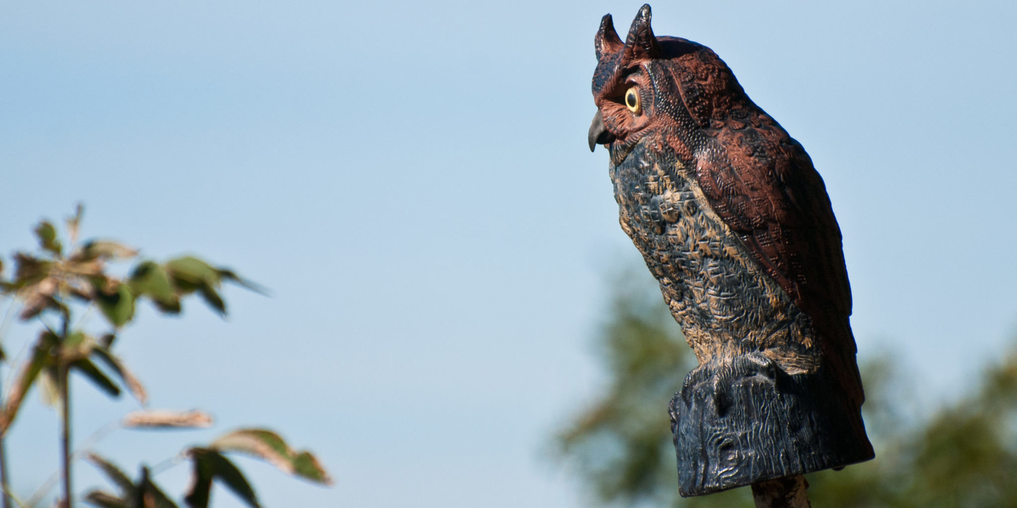 3 Ways to Keep Hawks AWAY From Bird Feeders! (2023) Bird Watching HQ