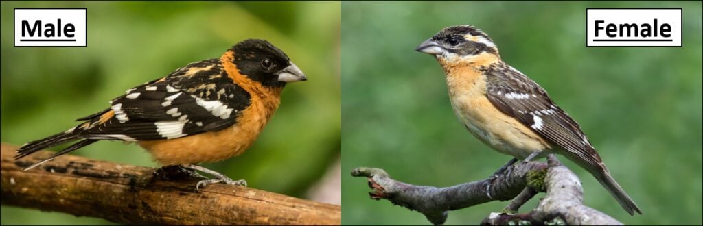 13 Types of Finches Found in Washington! (state) - Bird Watching HQ