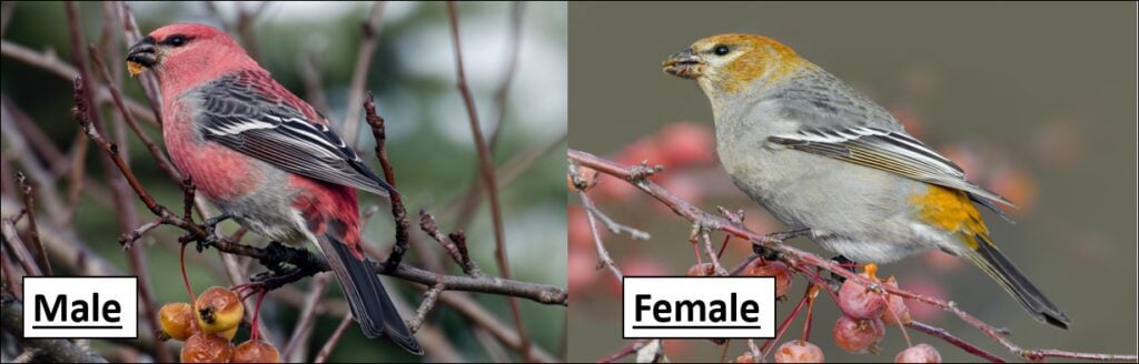 13 Types of Finches Found in Washington! (state) - Bird Watching HQ