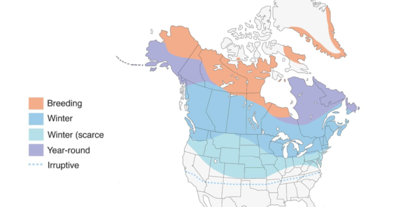 10 Types of Finches Found in Ohio! (ID Guide) - Bird Watching HQ