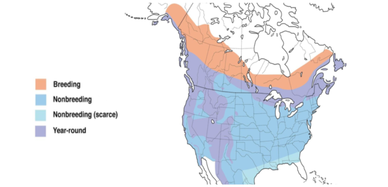 10 Types of Finches Found in Ohio! (ID Guide) - Bird Watching HQ