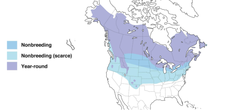 10 Types of Finches Found in Ohio! (ID Guide) - Bird Watching HQ
