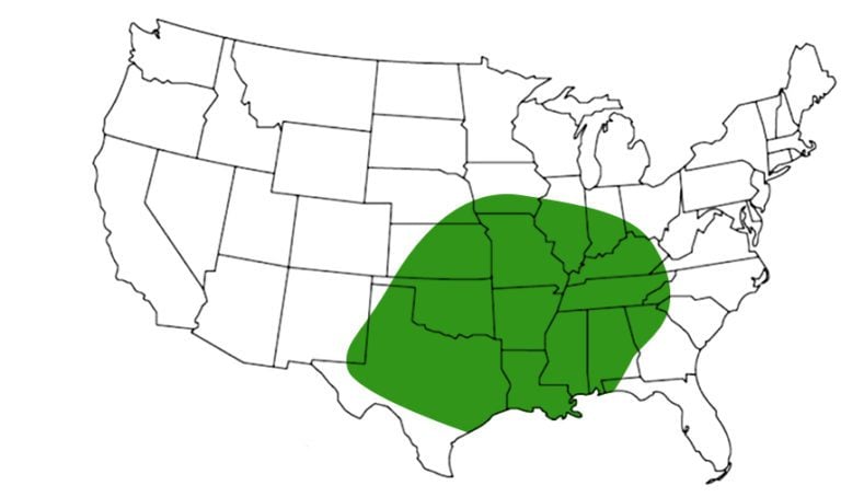 4 Venomous Poisonous Spiders Found In Georgia 2025 Bird Watching HQ Brown Recluse Range Maps 768x454