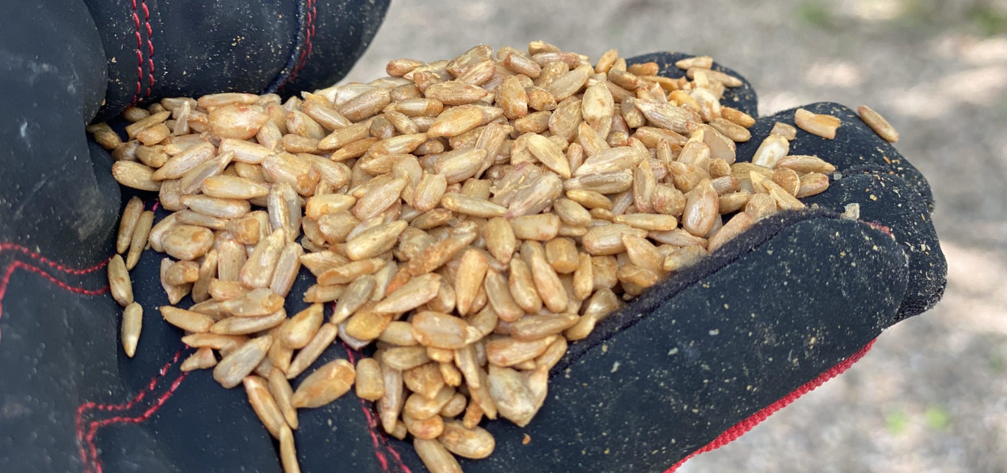 How To Use HOT Pepper Birdseed to Keep Squirrels Away! Bird Watching HQ