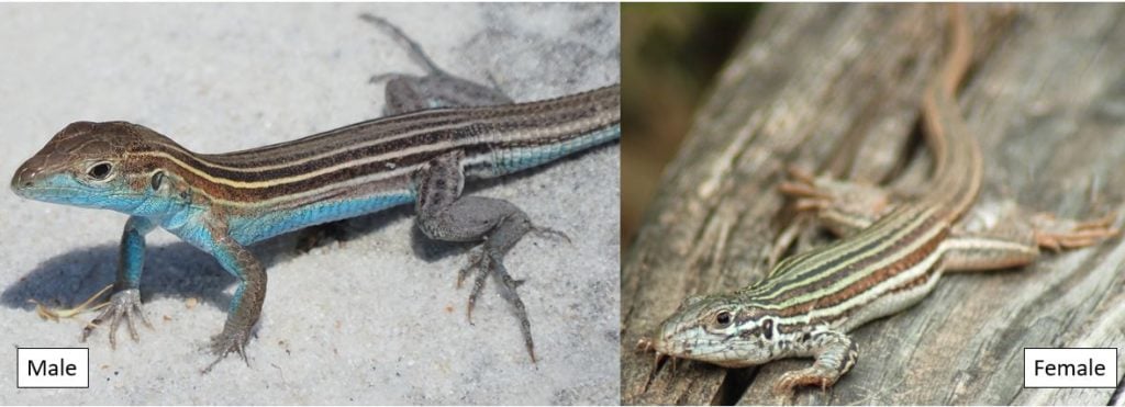 9 Types of Lizards Found in Kentucky! (ID Guide) - Bird Watching HQ