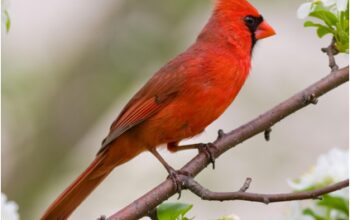 red bird featured image