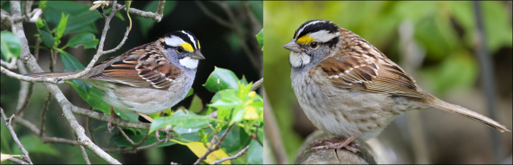 white throated sparrow pic