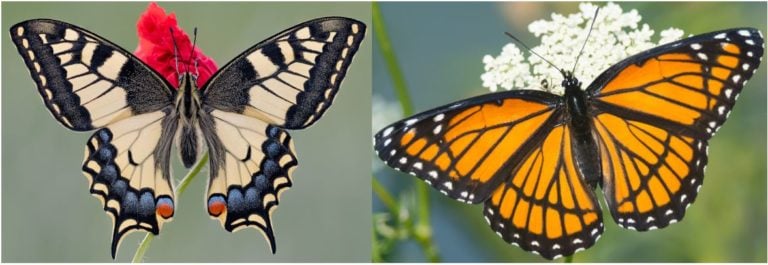 34 Common Butterflies Found in New York! (ID Guide) - Bird Watching HQ