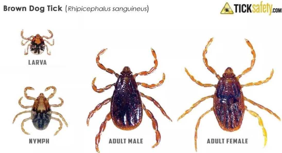 9 Types of Ticks Found In Kansas! (ID GUIDE) Bird Watching HQ