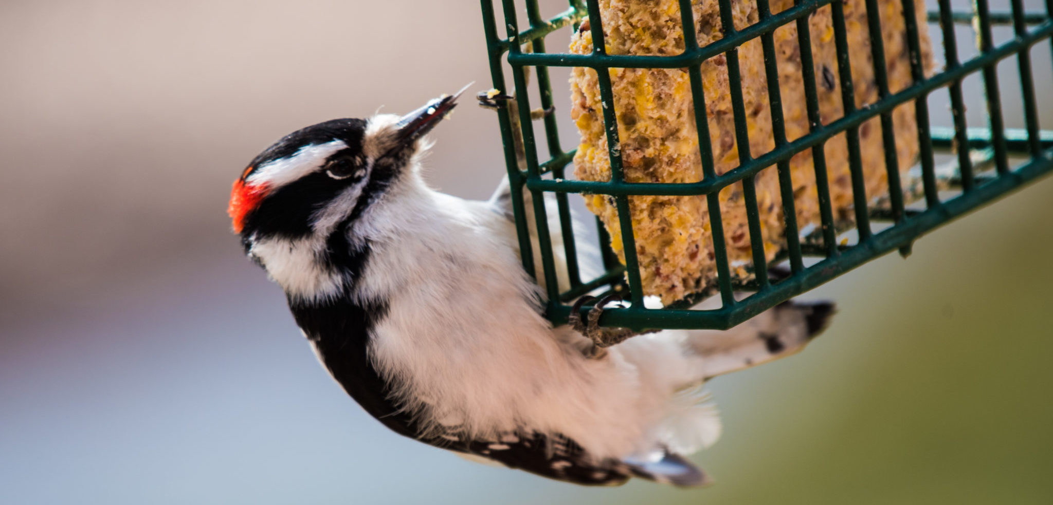 Do birds dependent on feeders? (Here's what science says) Bird