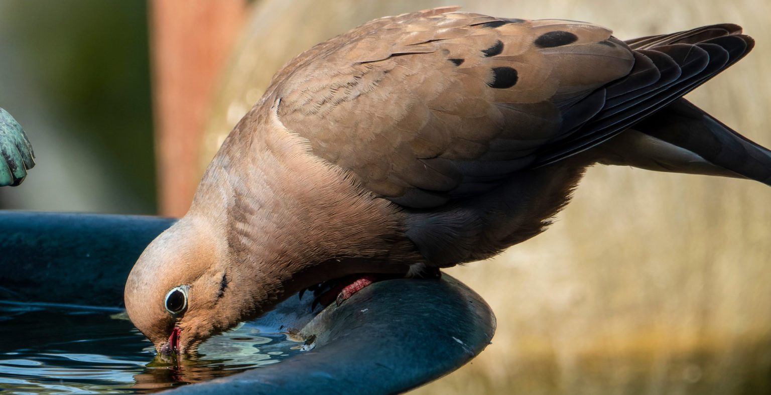6 Proven Ways to Attract Mourning Doves to Feeders! (2024) Bird