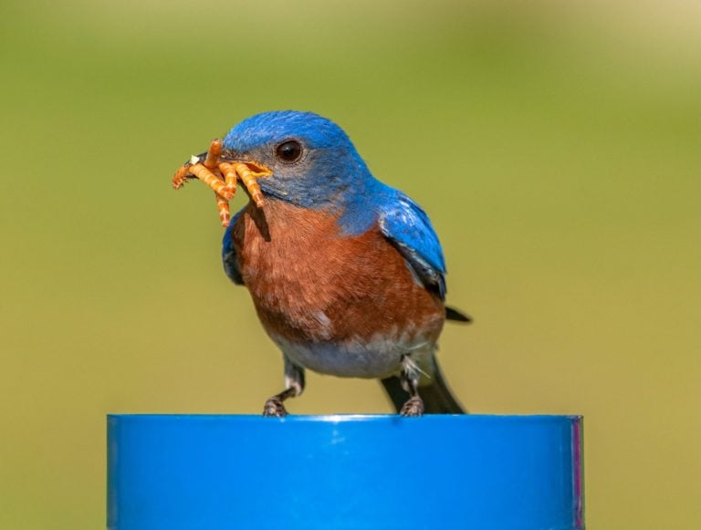 Eastern Bluebird Calls (Learn 3 common sounds) - Bird Watching HQ