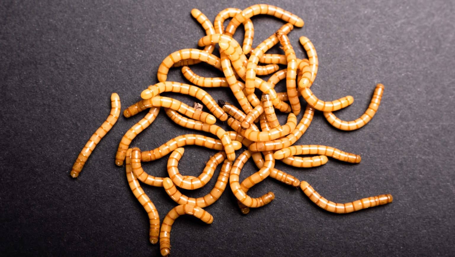 How To Feed MEALWORMS To Backyard Birds! Bird Watching HQ