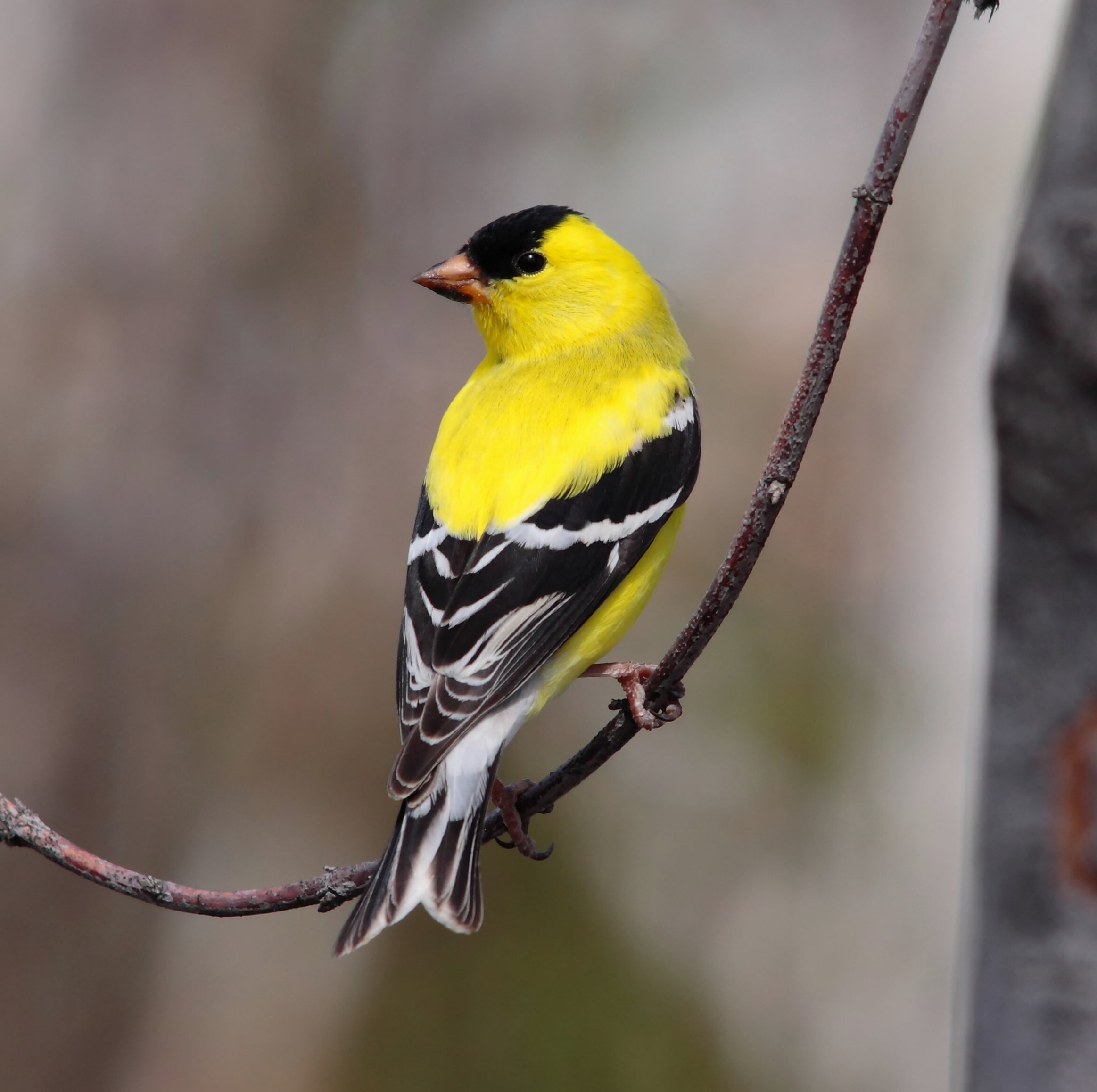 Colorado Springs Mall Yellow Bird Reviewthaitravel