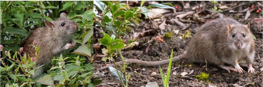 12-types-of-rodents-in-maine-w-pics-bird-watching-hq