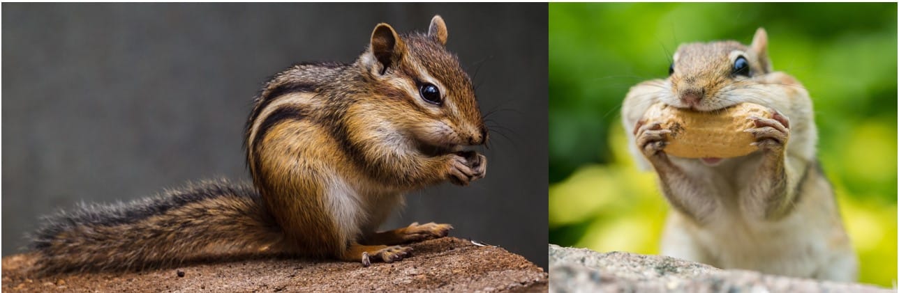 13 Types of Rodents in Michigan! (w/Pics) - Bird Watching HQ