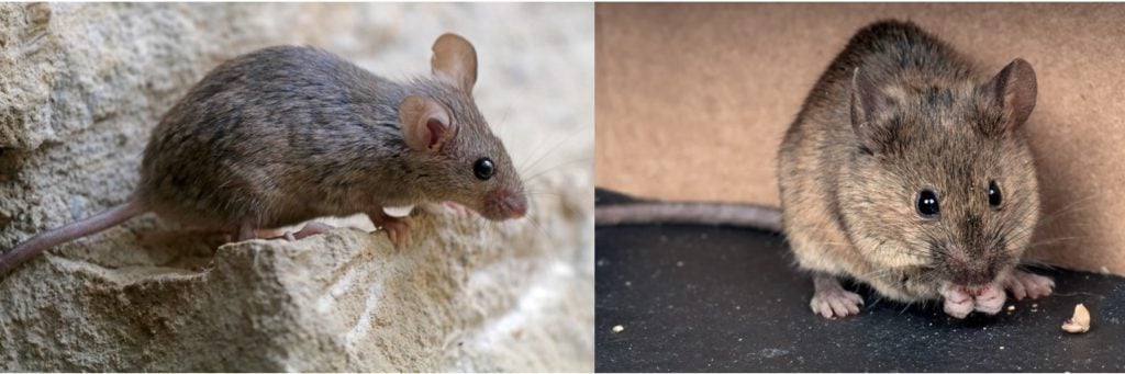 Michigan Mice Species Photos Facts And Identification Tips - 1ndmq5z