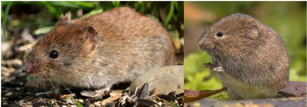 Types Of Wild Rodents