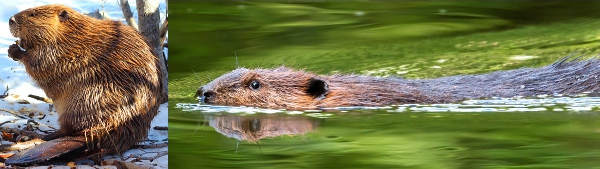 13 Types of Rodents in Michigan! (w/Pics) - Bird Watching HQ