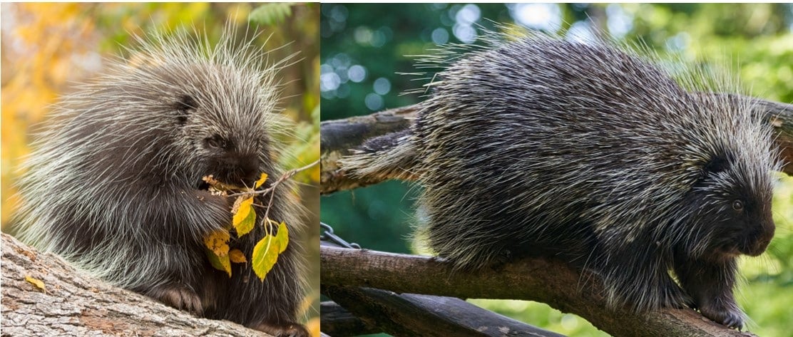 13 Types of Rodents in Michigan! (w/Pics) - Bird Watching HQ