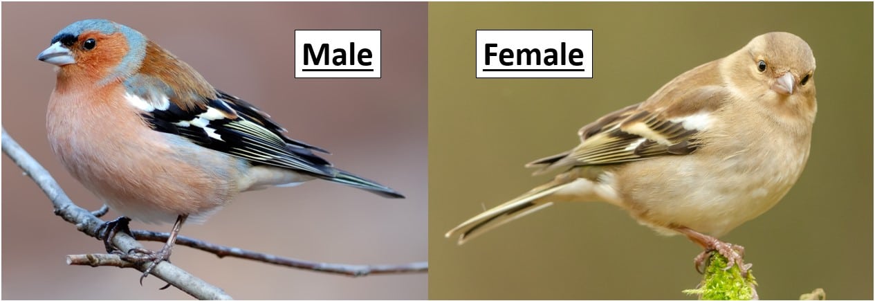 29 MOST Common Birds Found in Finland! (2023) Bird Watching HQ