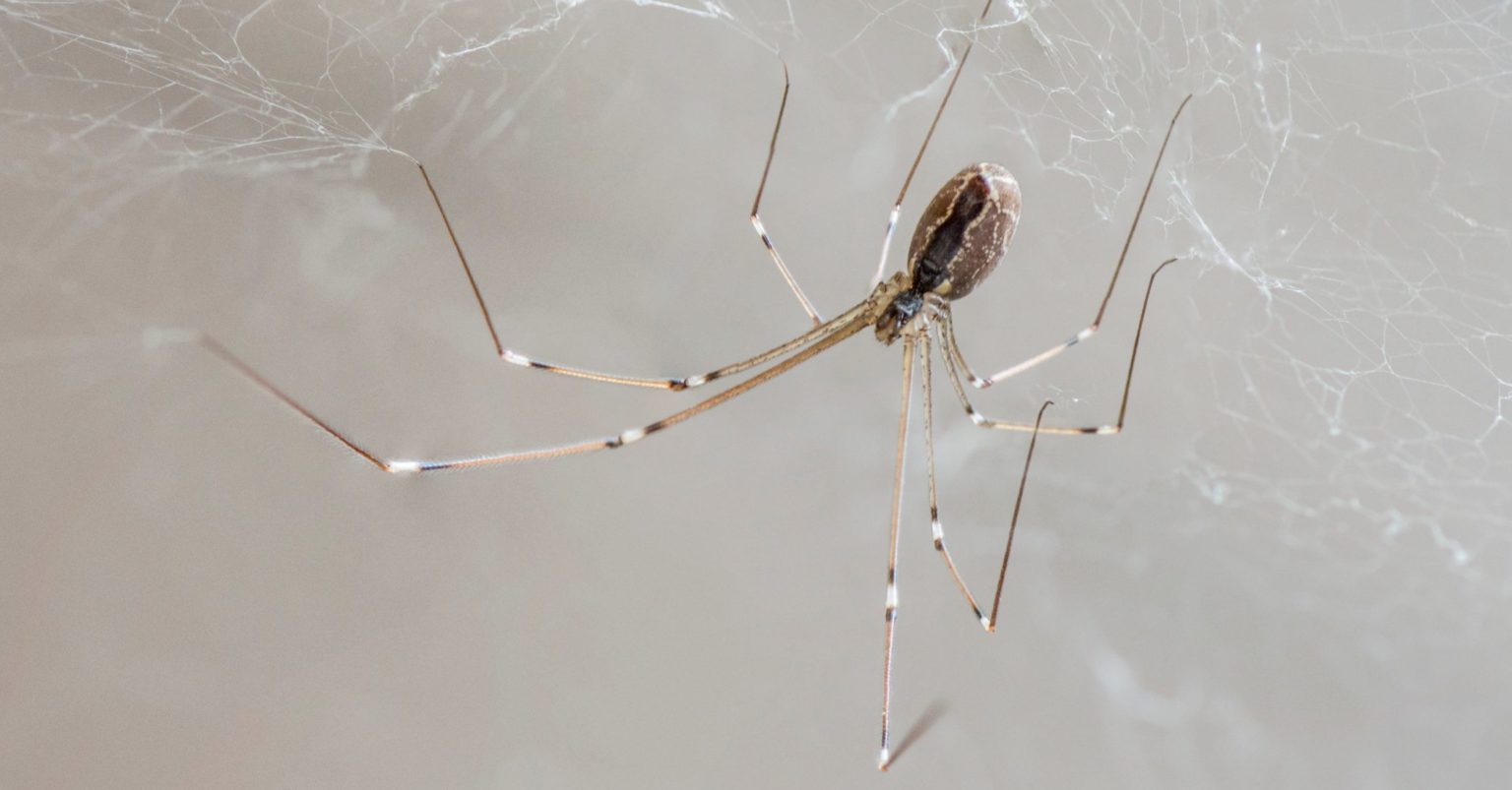 8 COMMON SPIDERS Found In Afghanistan 2025 Bird Watching HQ 8-common-spiders-found-in-afghanistan-2025-bird-watching-hq
