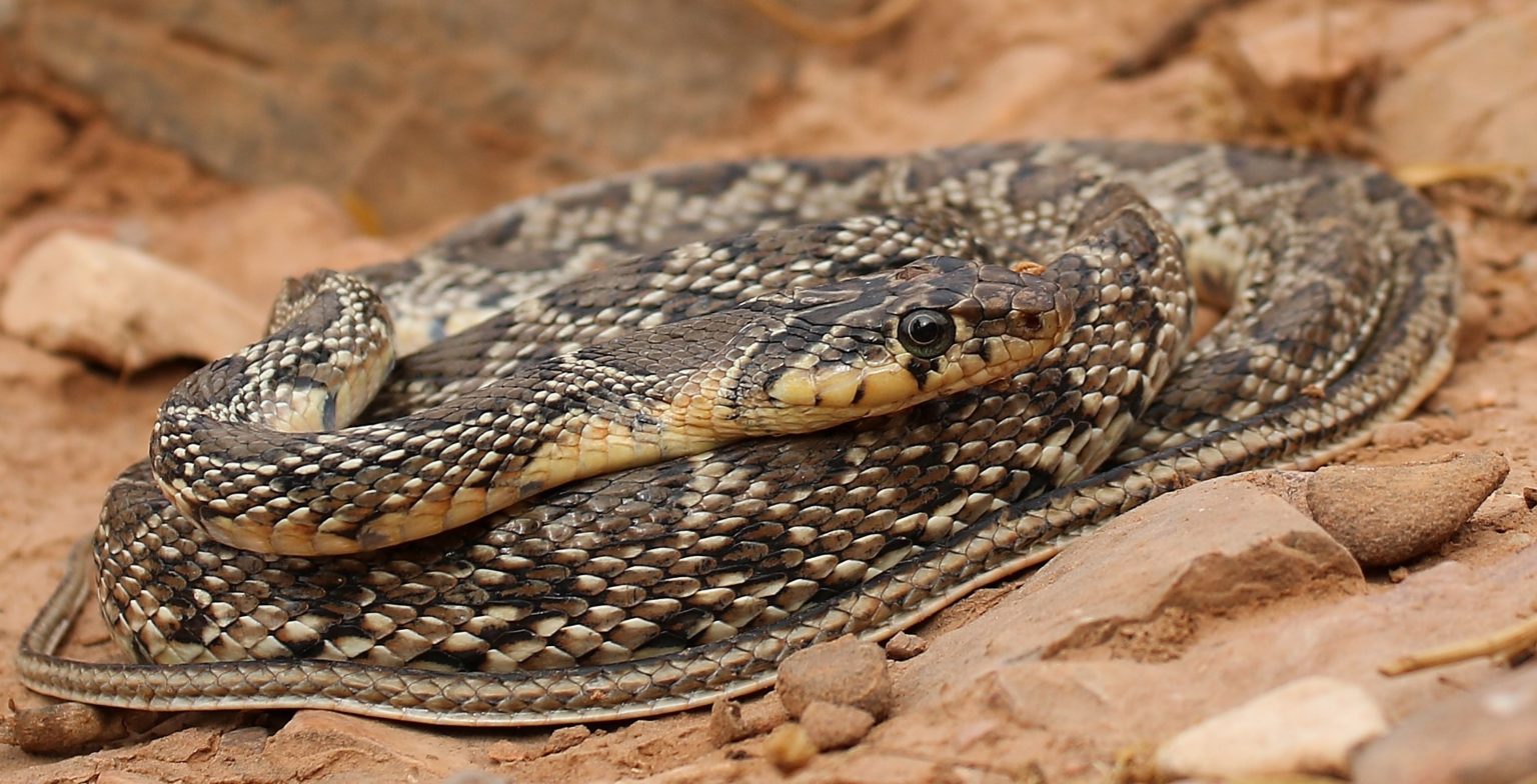 5 COMMON Types of Snakes Found in Western Sahara! (2023) - Bird Watching HQ