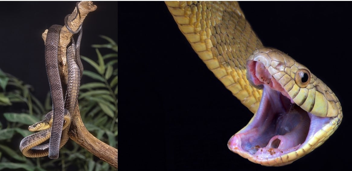 13 COMMON Snakes Found in Nigeria! (2025) - Bird Watching HQ