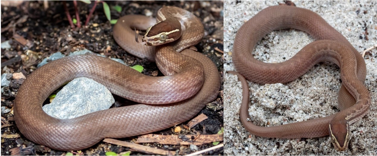 8 COMMON Snakes Found in Ghana! (2024) Bird Watching HQ