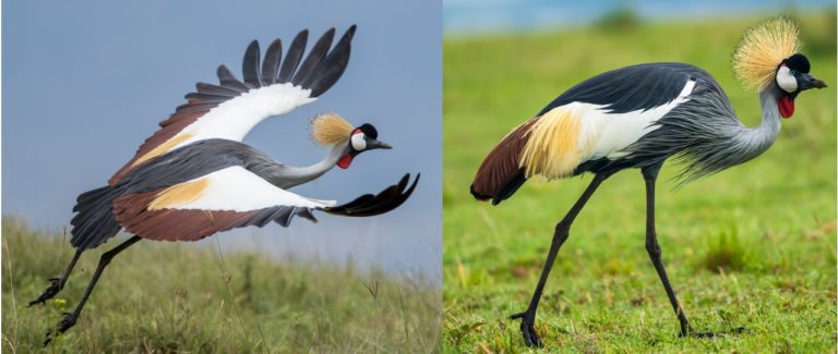 31 COMMON Birds Found in Africa! (2023) - Bird Watching HQ