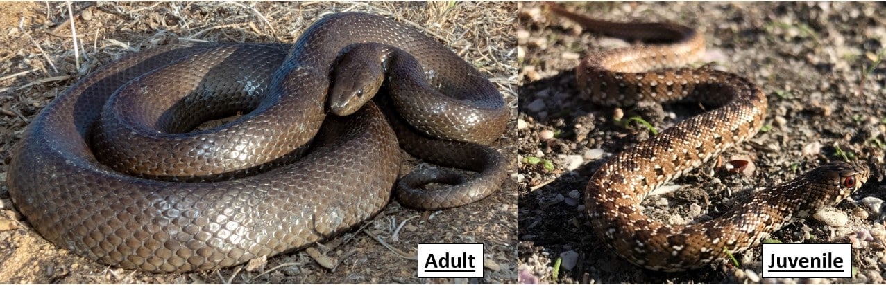 10 COMMON Snakes in Zimbabwe! (2025) - Bird Watching HQ