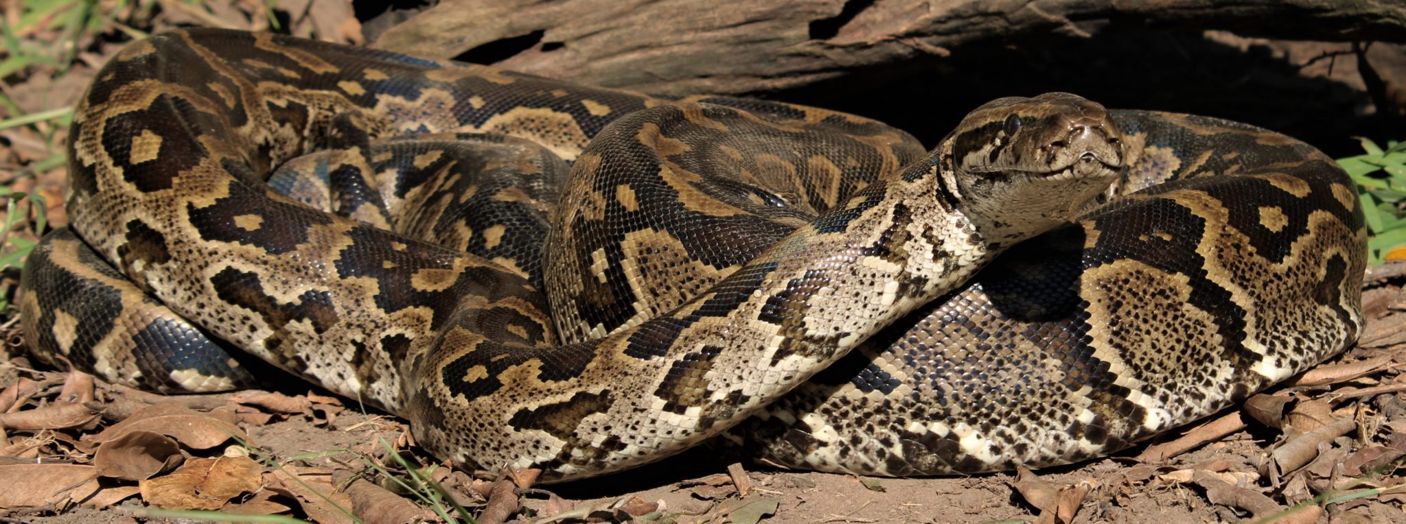 13 COMMON Snakes Found in Namibia! (2025) - Bird Watching HQ